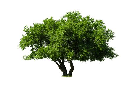 green tree isolated on whiteの写真素材