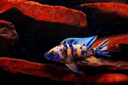 color fish and red stonesの写真素材