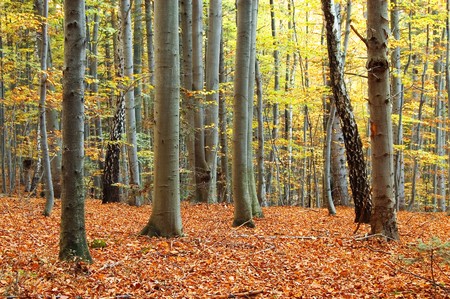  orange forest on autumn season