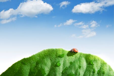 Ladybug on green leaf over blue sky backgroundの写真素材