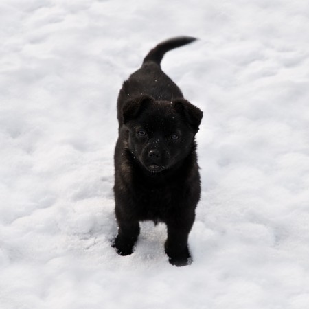 small black puppy on snowの写真素材