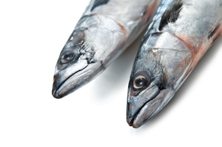 fresh hardhead isolated on whiteの写真素材