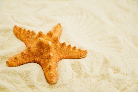  red starfish on sand close upの写真素材
