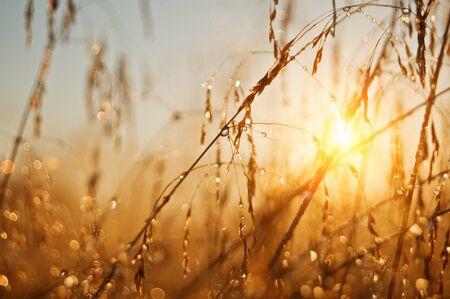 grass with drops on morning