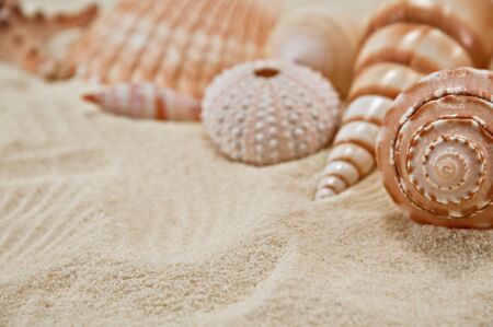 Summer background. Cockleshell on sand