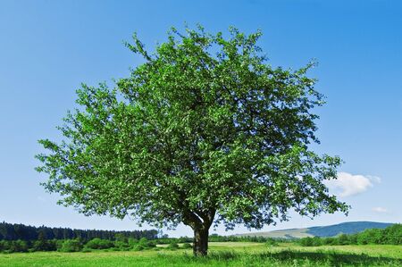green tree and cloudy sky