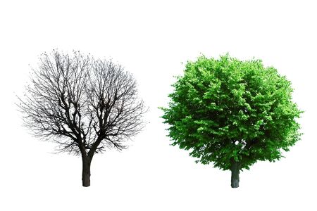 summer and autumn trees isolated