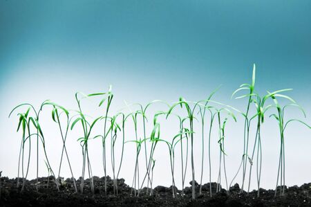 small seeds on blue backgroundの写真素材