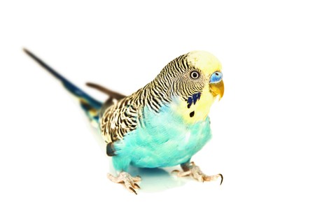 wavy parrot isolated on white