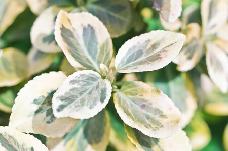 new leaf of exotic tree の写真素材