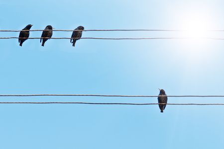 starlings on the electrical wireの写真素材