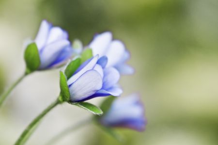 group of blue flower  closeupの写真素材