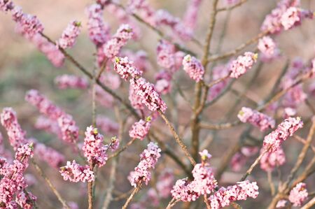 beauty branch of lilac closeupの写真素材