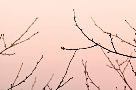 beautiful purple sunset and twigsの写真素材