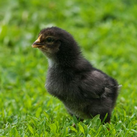 small black chicken on grassの写真素材