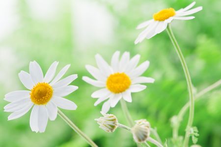 chamomile on field close upの写真素材