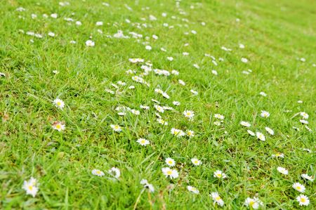 white daisy field close upの写真素材