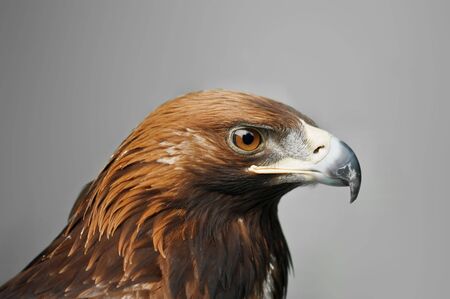 golden eagle isolated on grey background