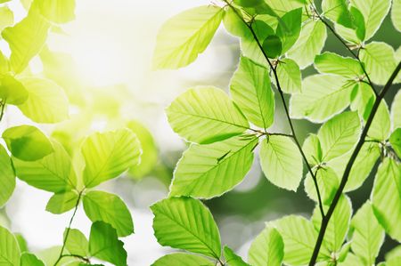 new leaf and sun ray