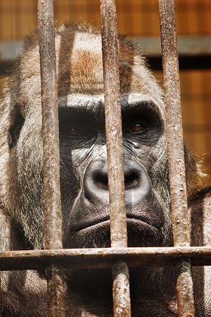 gorilla in cage close upの写真素材