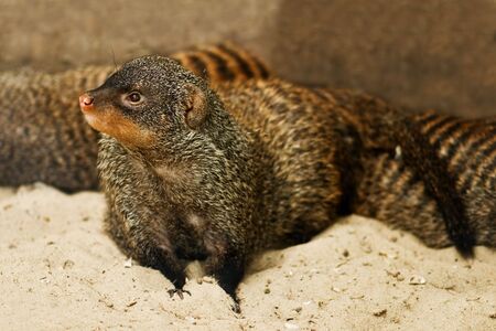 mongoose on sand close upの写真素材