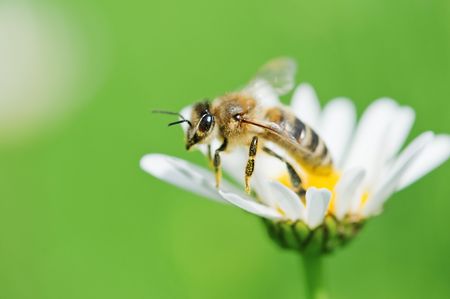 working bee on chamomile closeupの写真素材