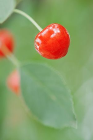 red cherry on tree closeupの写真素材
