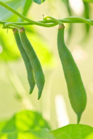 green bean in garden closeupの写真素材