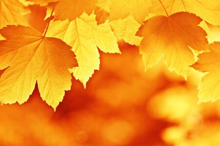 maple leaf in autumn timeの写真素材