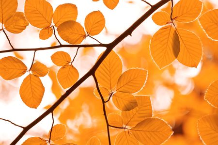 yellow leaf background close up 