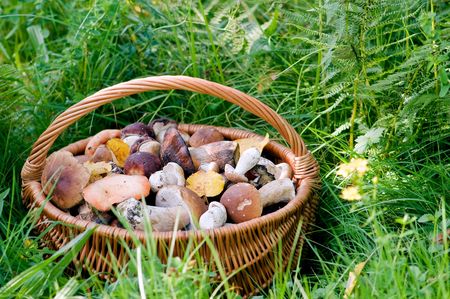 fool basket with mushrooms in grassの写真素材