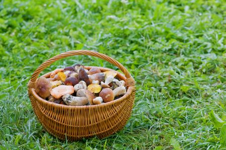 fool basket with mushrooms in grass の写真素材