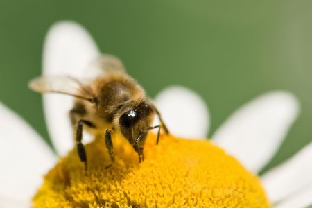 working bee on chamomile closeup の写真素材