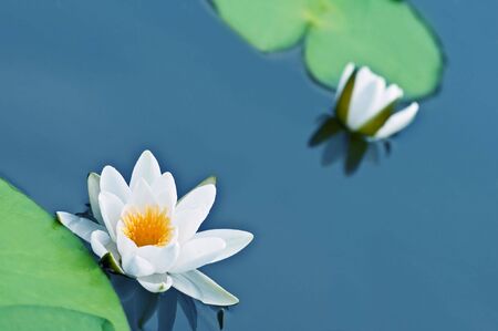 two water lily on blue waterの写真素材
