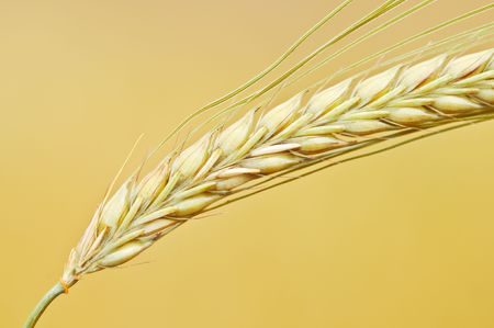 wheat closeupの写真素材