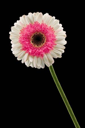 white and pink gerbera isolated on blackの写真素材