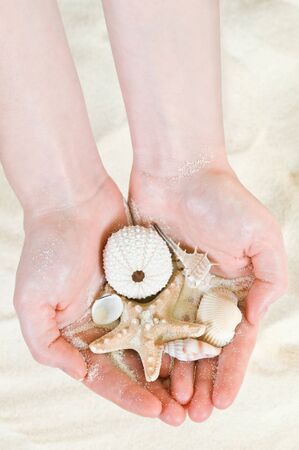 different cockleshell in woman handの写真素材