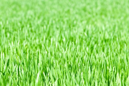 young grass background close up