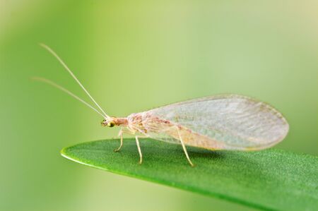 Chrysoperla carnea on green leafの写真素材