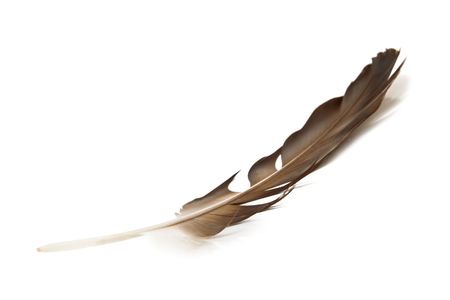 feather isolated on white backgroundの写真素材