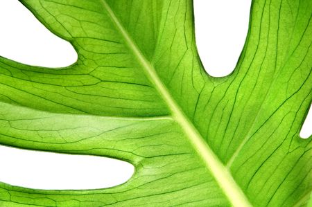 green leaf texture close up 