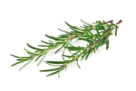 fresh rosemary isolated on white の写真素材