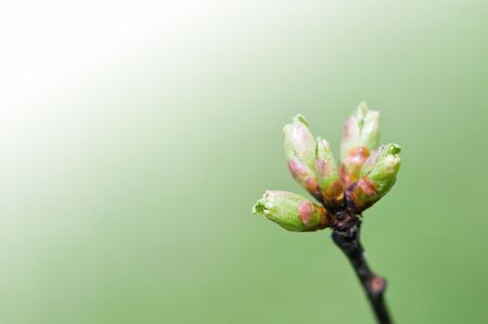 young bud on green background 