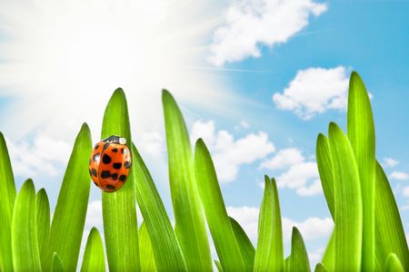 ladybug on green grass close upの写真素材