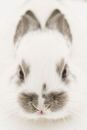 fluffy rabbit head close upの写真素材