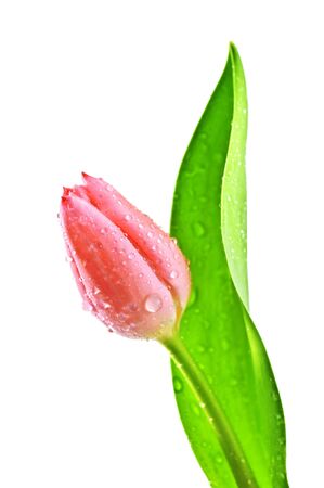tulip isolated on white backgroundの写真素材