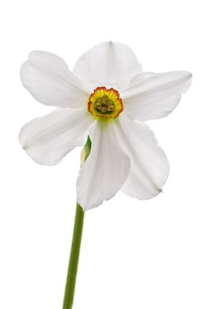 narcissus flower isolated on whiteの写真素材