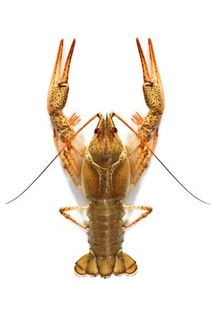 crustacean animal isolated on whiteの写真素材