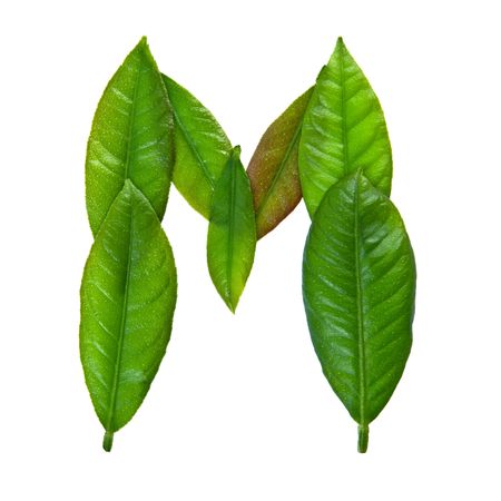 letter from leaf isolated on whiteの写真素材
