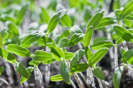 small green seeds close upの写真素材